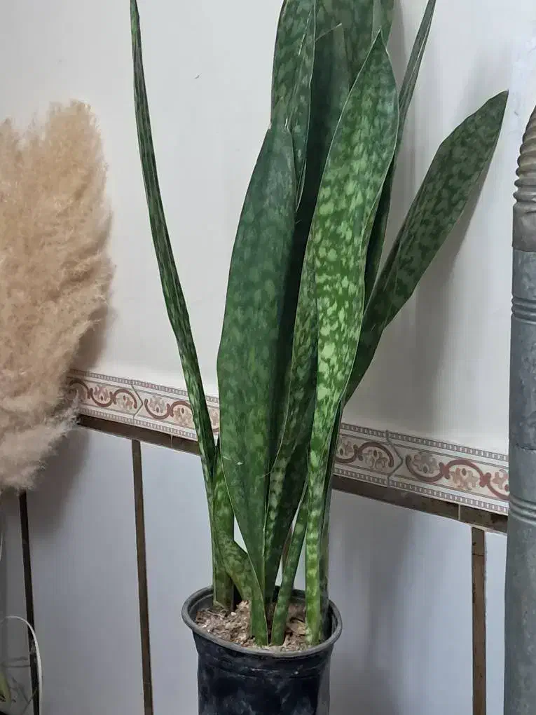 گل وگیاه سانسوریا پوست ماری|گل و گیاه طبیعی|تهران, مشیریه|دیوار