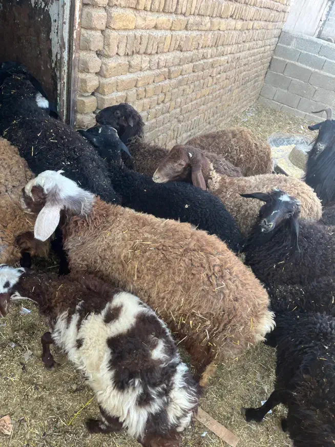 بره نر و ماده|حیوانات مزرعه|محمدشهر, محمدشهر|دیوار