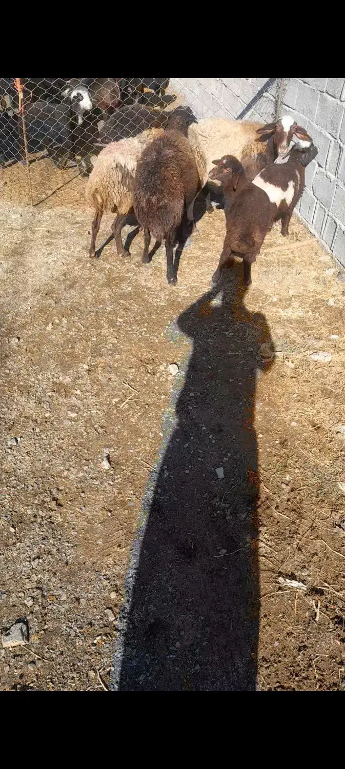 میشوبره بز|حیوانات مزرعه|کنگاور, |دیوار