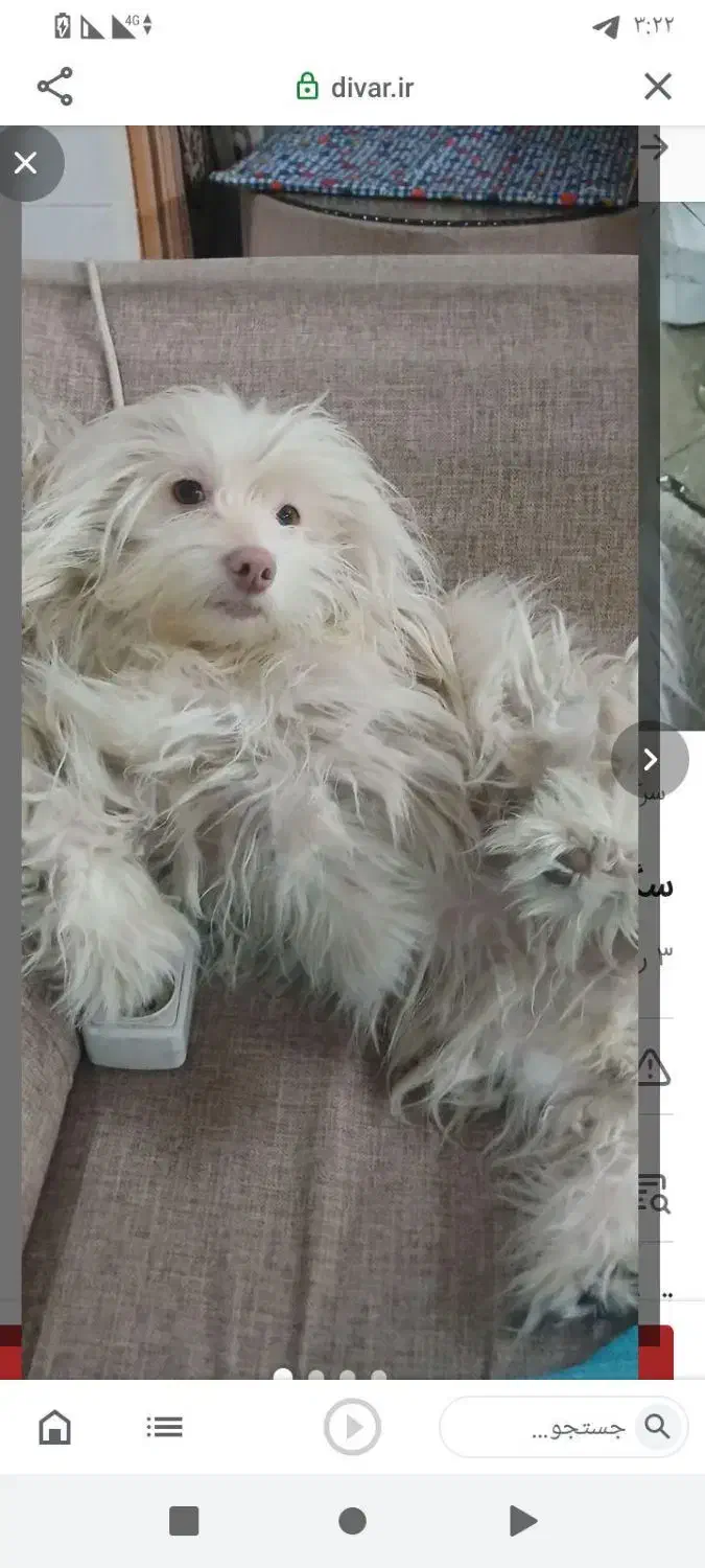 سگ شیتزو خانگی شناسنامه دار|سگ|تربت جام, معدآباد|دیوار