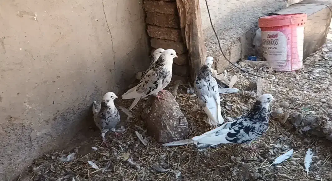 سرور قاچیرتمیشام|حیوانات|اردبیل, |دیوار