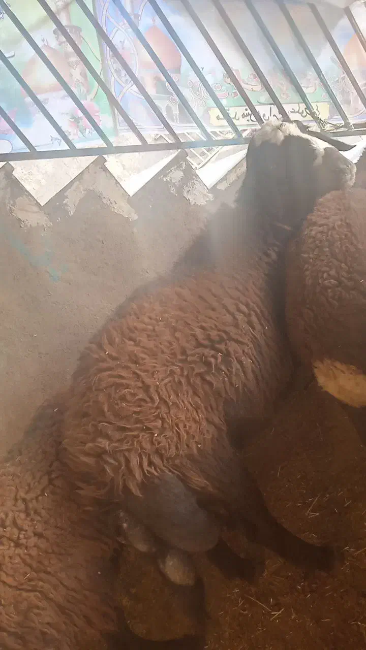 قوچ افشار اصل|حیوانات مزرعه|ملایر, |دیوار