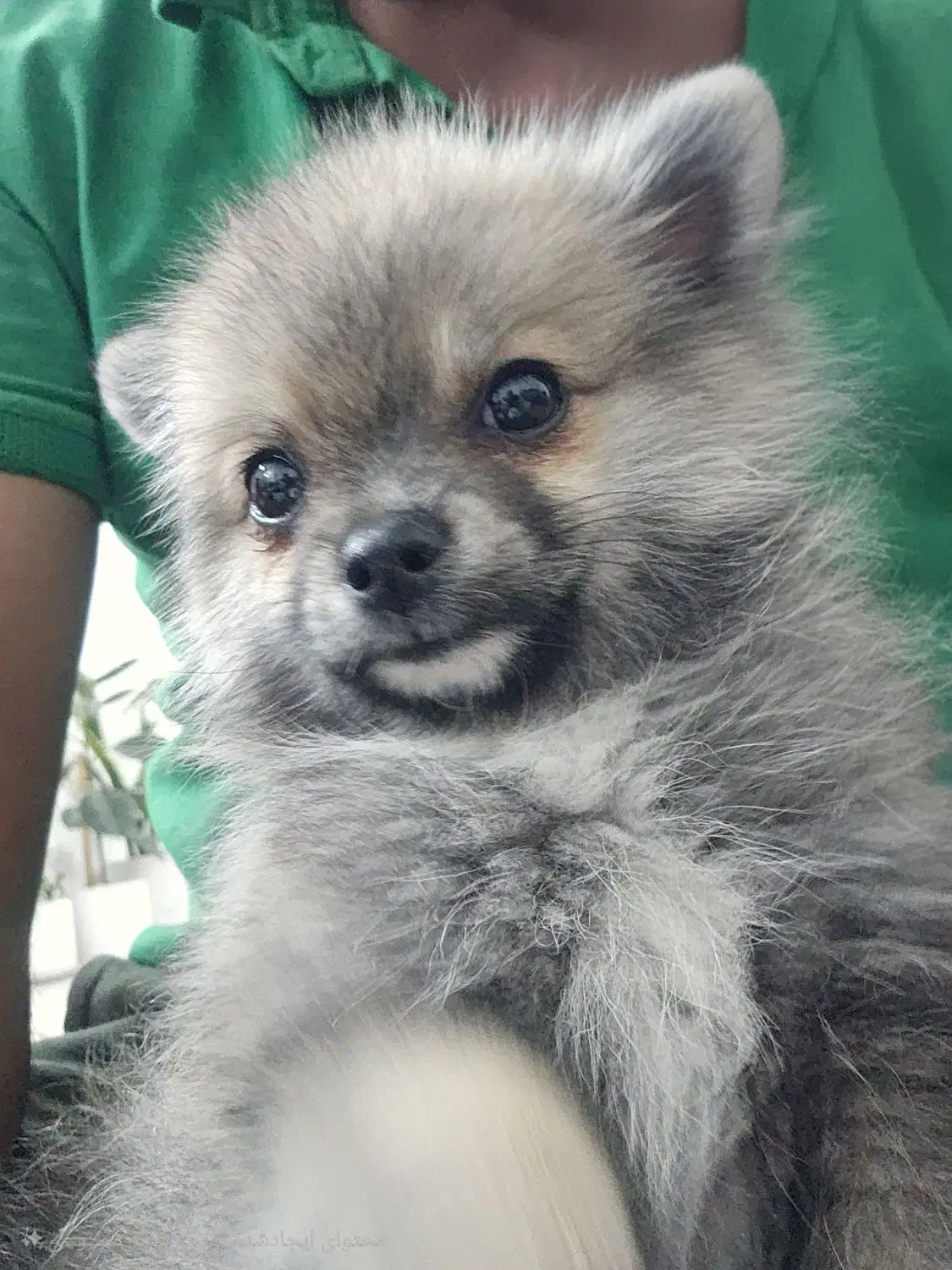 پامر سایز کوچک|سگ|مشهد, الهیه|دیوار