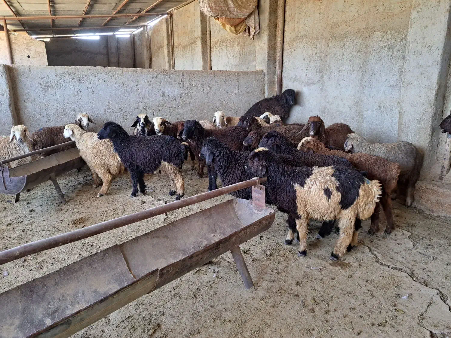 بره کهره  کاوه  میش  بز کلر چاق قصابی درب منزل|حیوانات مزرعه|شیراز, سلطان آباد|دیوار