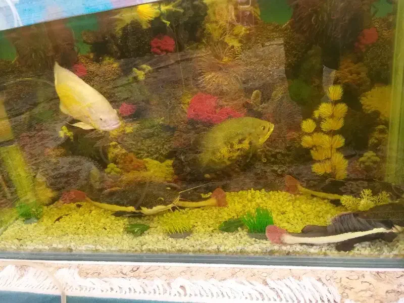 ماهی گوشت خوار مهریز|ماهی|مهریز, |دیوار