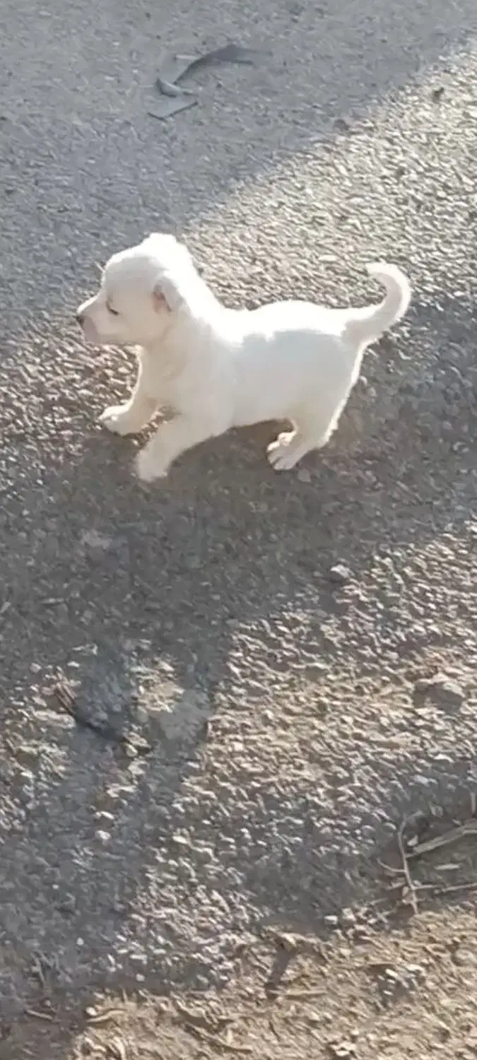 سگ پامر اشپیتز|سگ|الوند, |دیوار