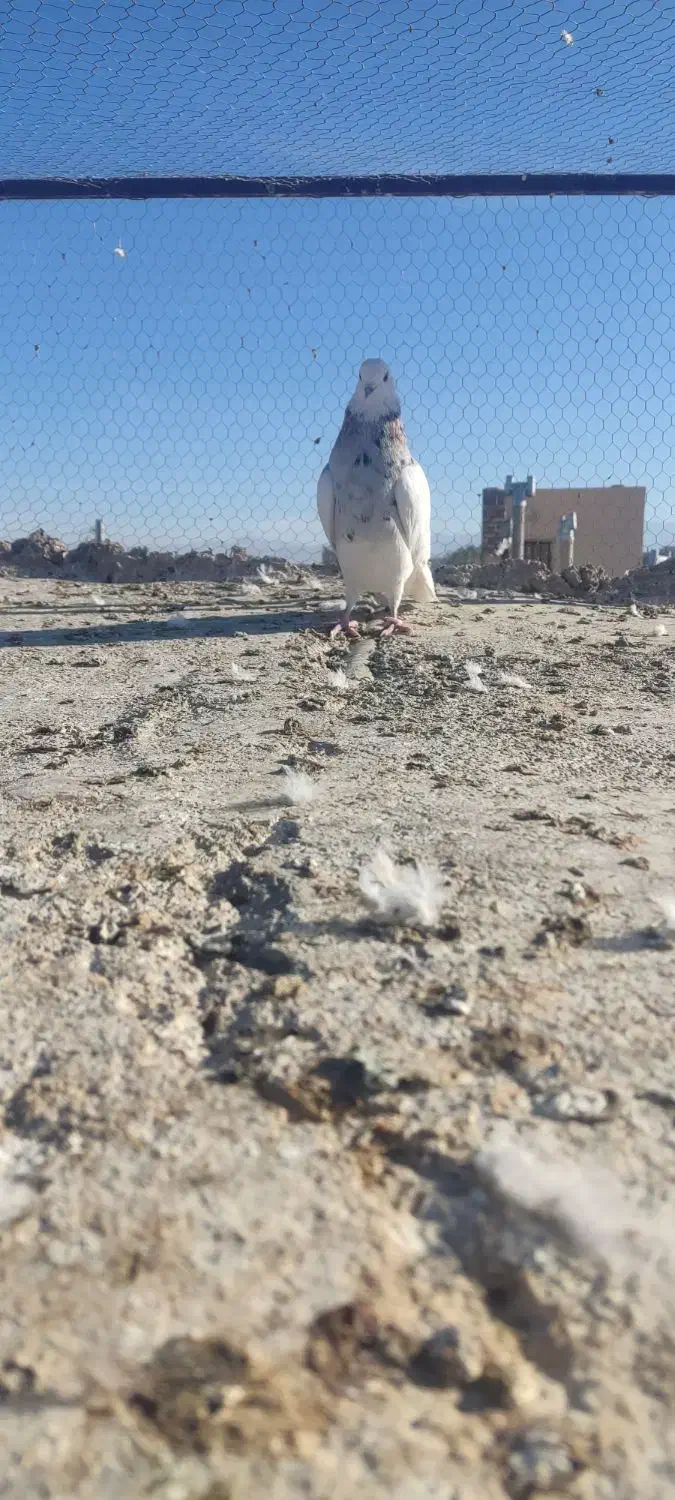 طوق هفت رنگ ماده فروشی|پرنده|فردوس (خراسان), |دیوار