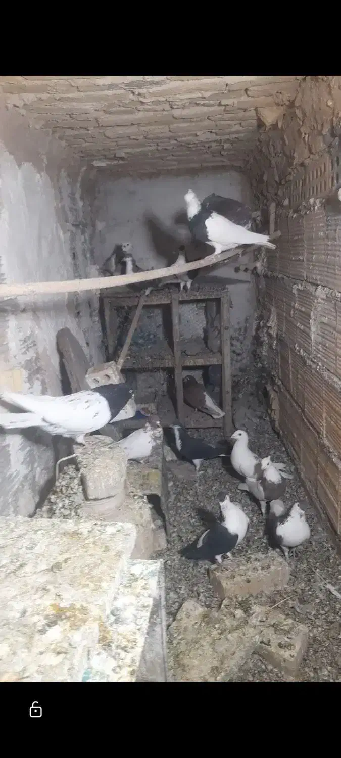 ۱۷ عدد کفتر رنگه خوشگل|پرنده|شاندیز, |دیوار