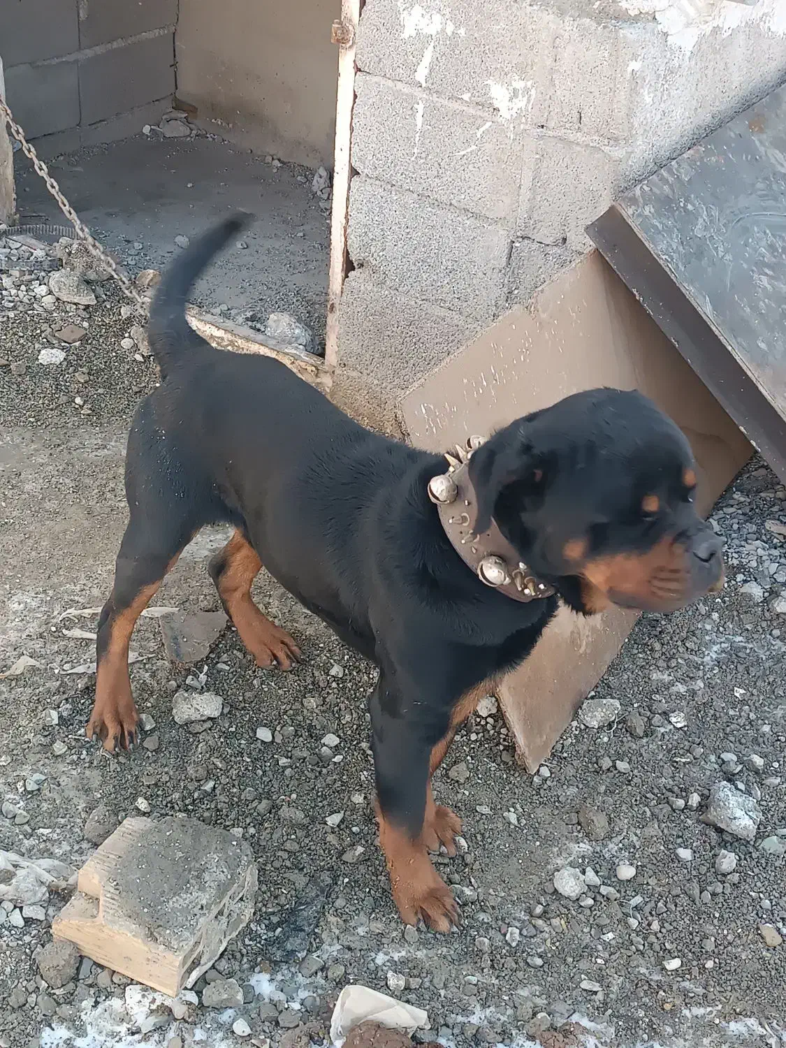 سگ روتوایلر نر|سگ|بهارستان, |دیوار