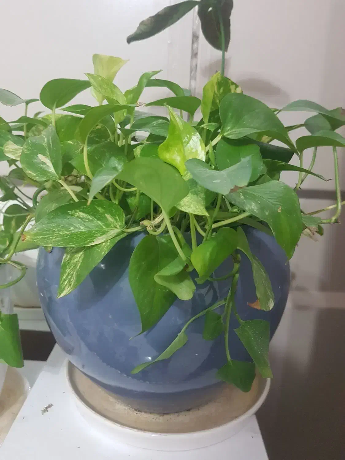 گل اپارتمانی|گل و گیاه طبیعی|اصفهان, پینارت|دیوار