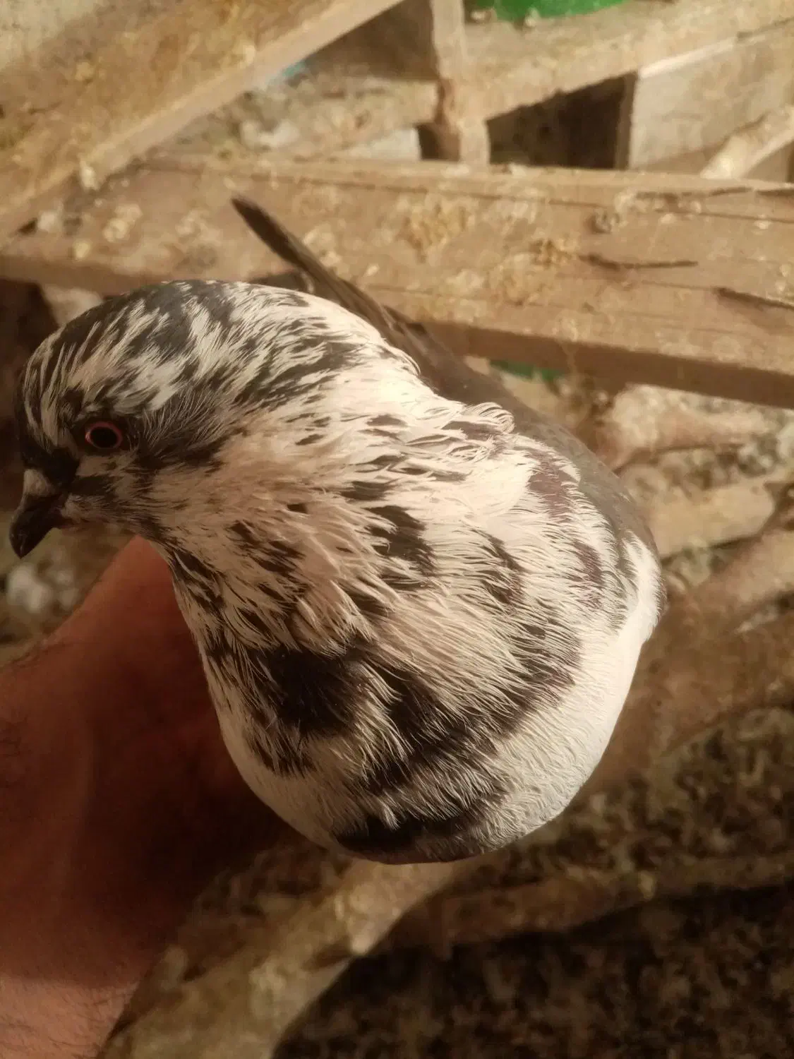 کبوتر|پرنده|ایلام, |دیوار