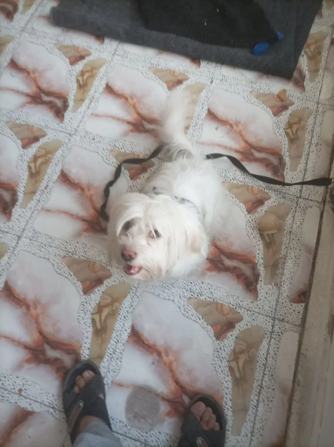 سگ خوب|سگ|قم, شهرک فاطمیه|دیوار