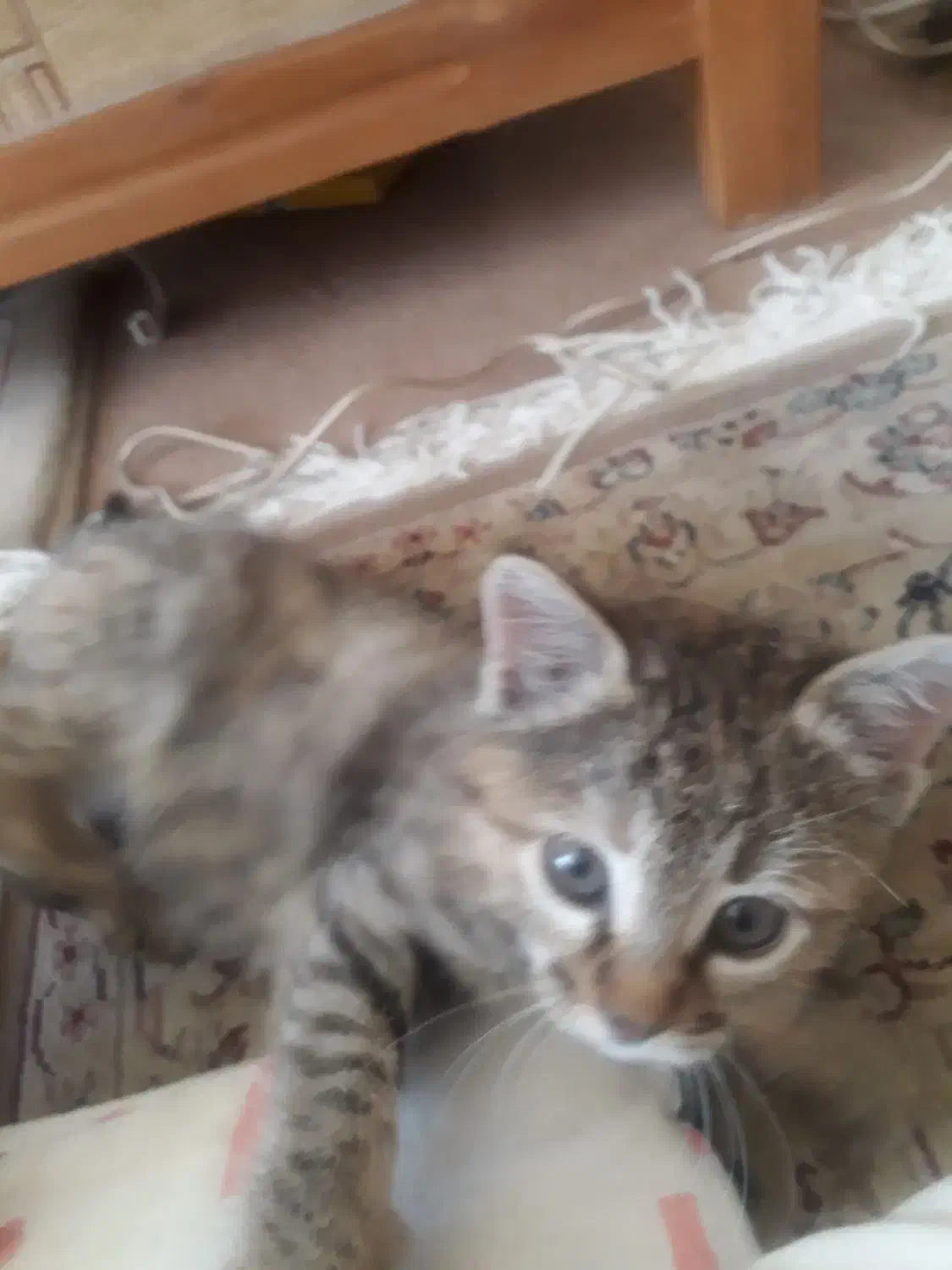 500 هزار تومن مژدگانی یابنده بچه گربه|گربه|شهرضا, |دیوار