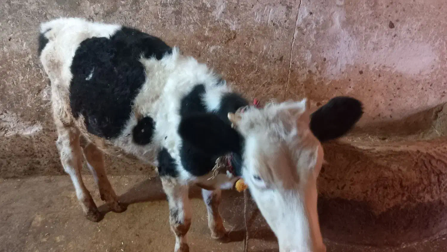 گوساله|حیوانات مزرعه|دالاهو, |دیوار