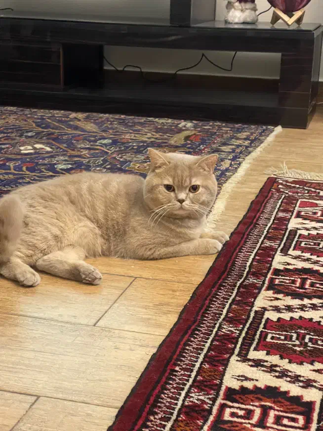 گربه نر بریتیش جهت جفت گیری|گربه|تهران, سید خندان (جلفا)|دیوار