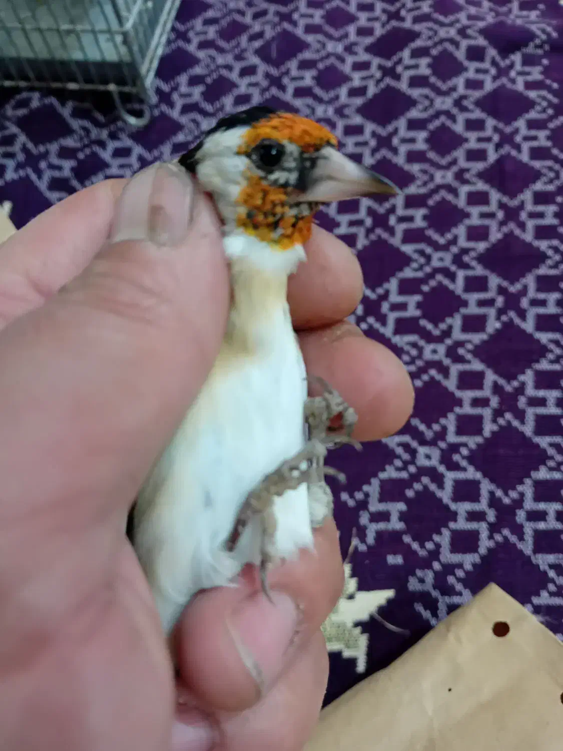 سهره نر خاص خاص|پرنده|تبریز, |دیوار