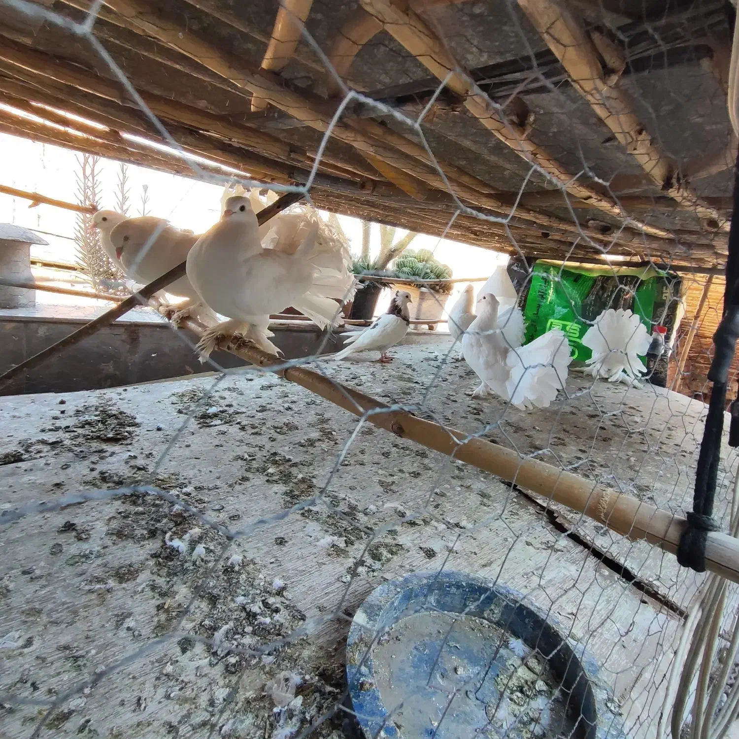 کبوتر|پرنده|گرگان, |دیوار