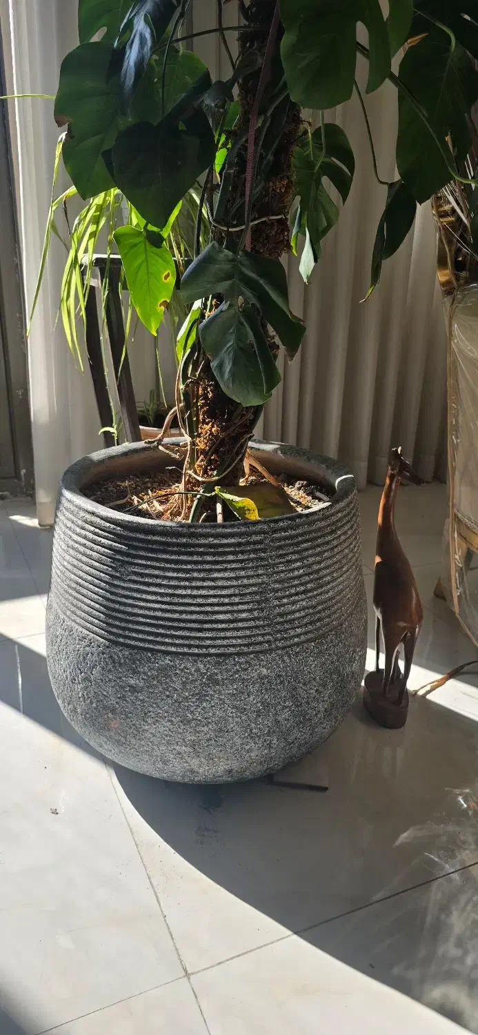 گلدان سفالی|گل و گیاه طبیعی|مشهد, کوشش|دیوار