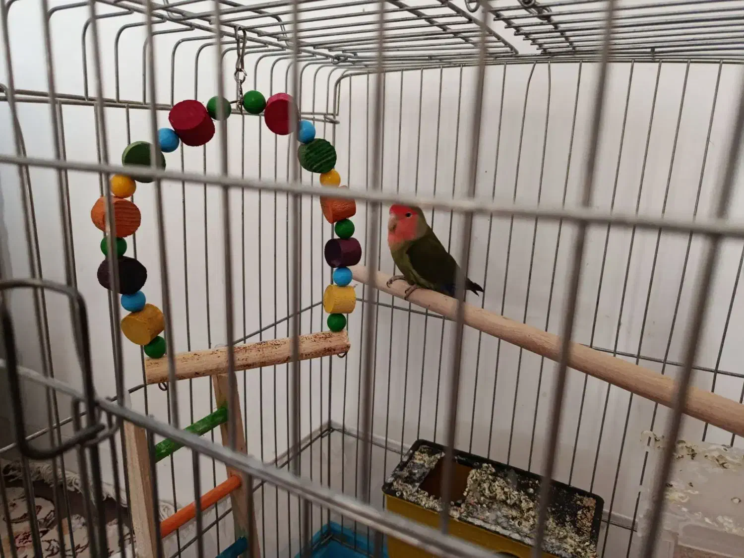 طوطی برزیلی با قفس|پرنده|بیرانوند, |دیوار