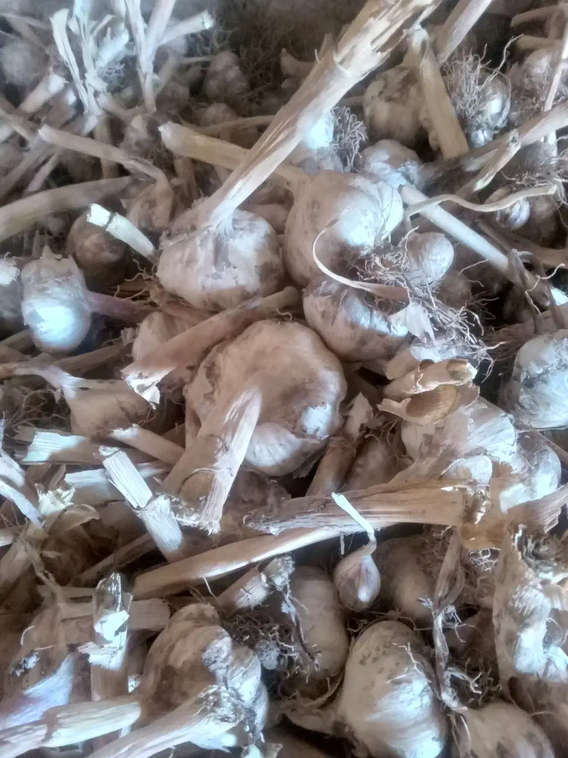 پیاز تازه امسال ۲۰ کیلو و پیاز ترشی و سیر محلی|خوردنی و آشامیدنی|خوی, |دیوار