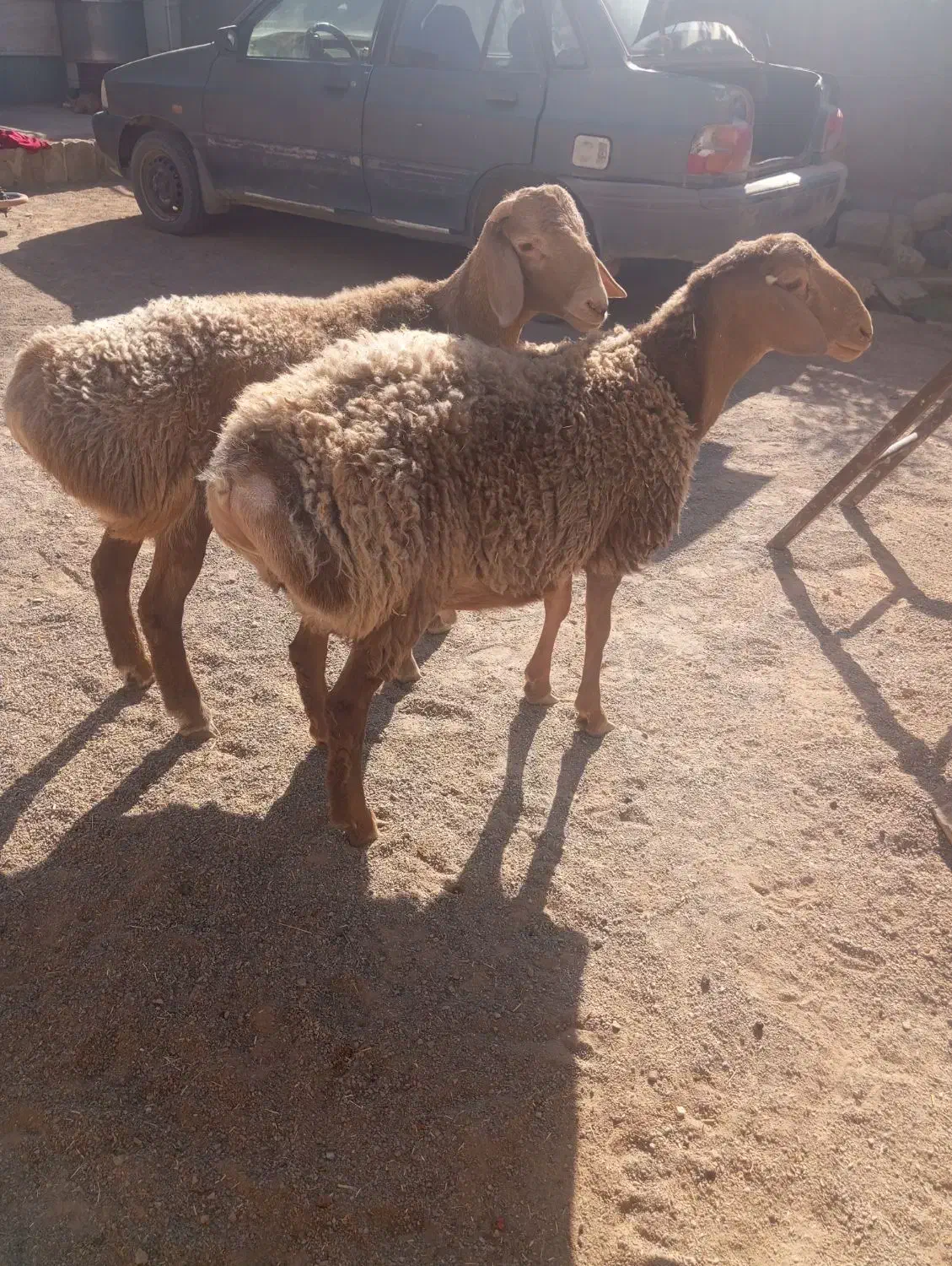 بره و بزغاله نر سربیشه|حیوانات مزرعه|بیرجند, |دیوار