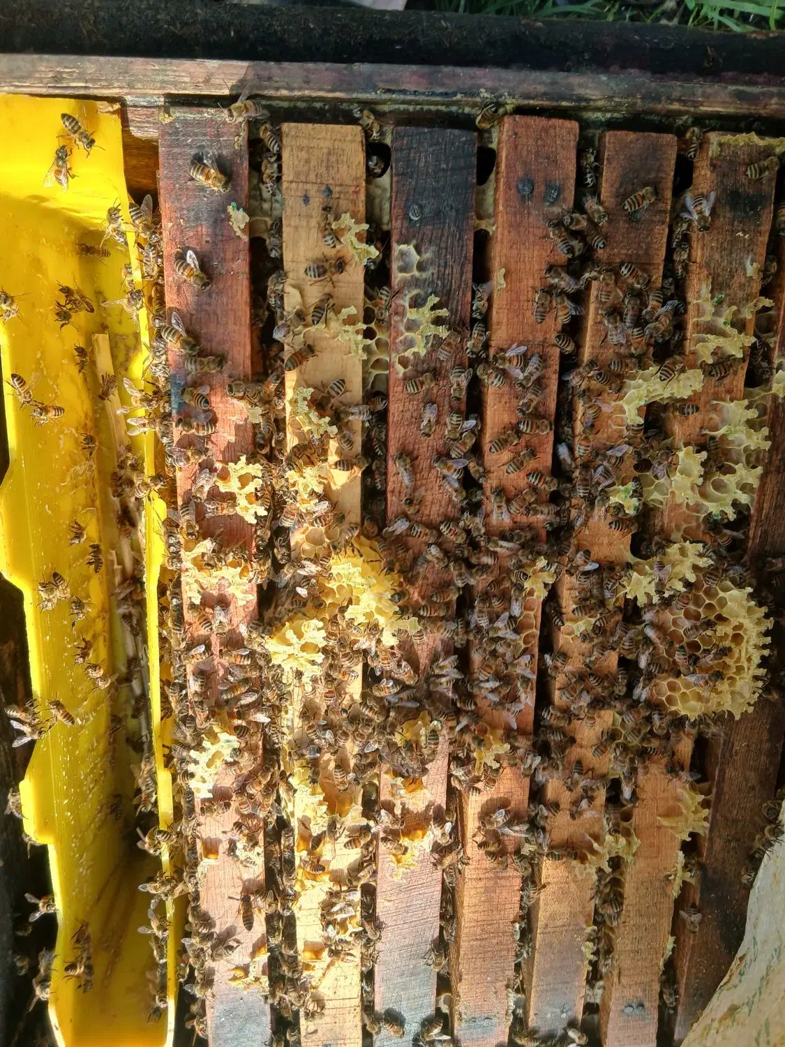 ۵۰عددزنبور کارنیکا بفروش میرسد|حیوانات مزرعه|سیاهکل, |دیوار