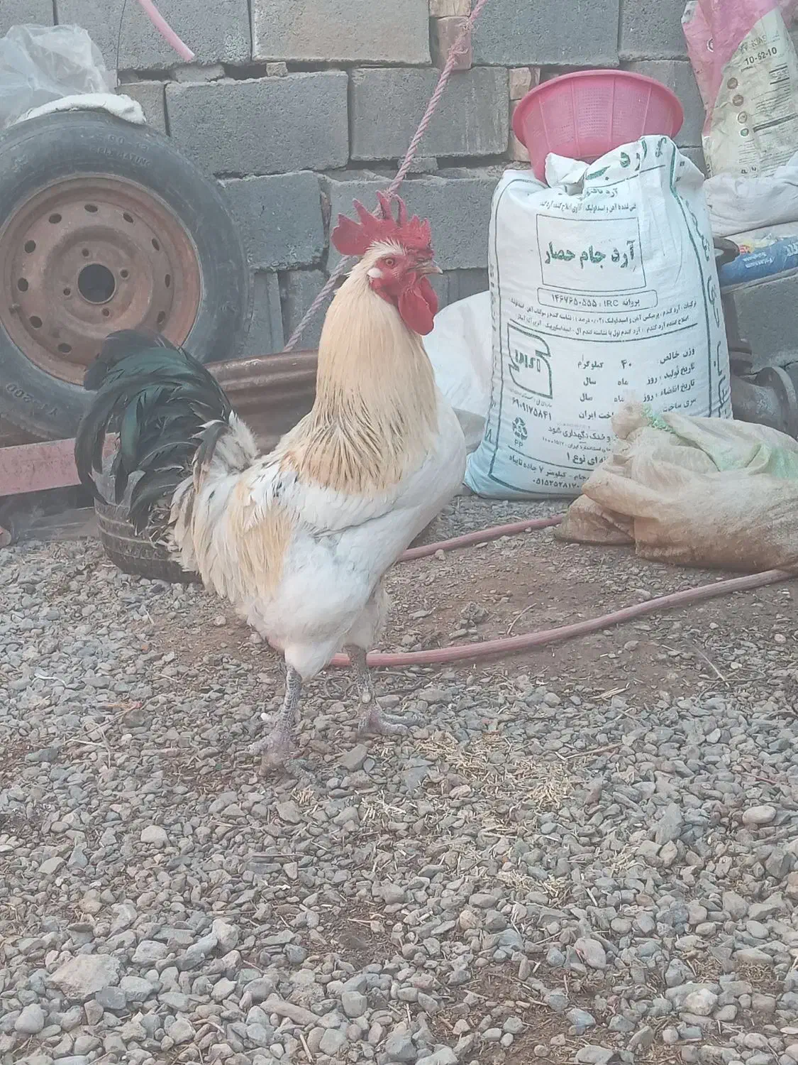 با مرغم معاوضه میکنی|حیوانات مزرعه|تربت جام, میان جام|دیوار