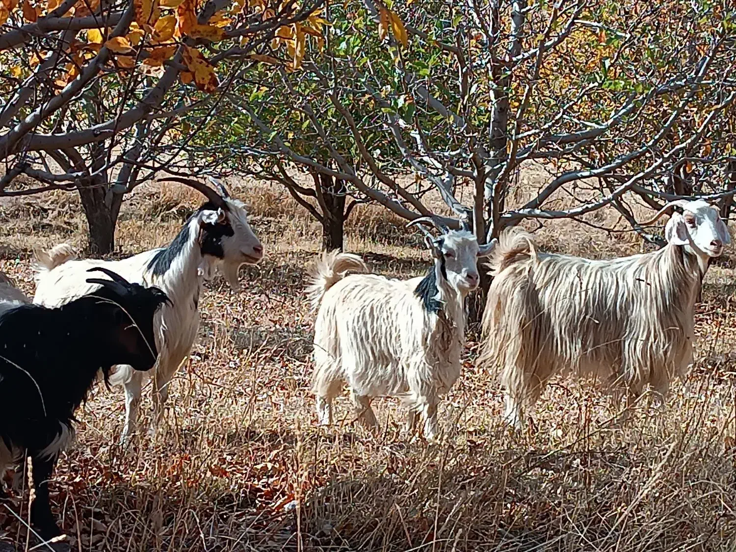 بزهای خانگی کاملا جوان و سالم وابستن،صددرصد تضمین|حیوانات مزرعه|سیلوانه, |دیوار