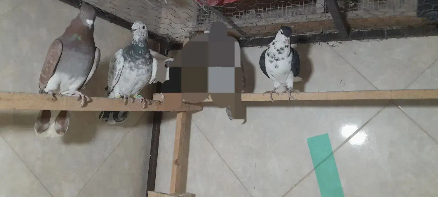 رنگی پلاکی|پرنده|پاکدشت, شهرک انقلاب|دیوار