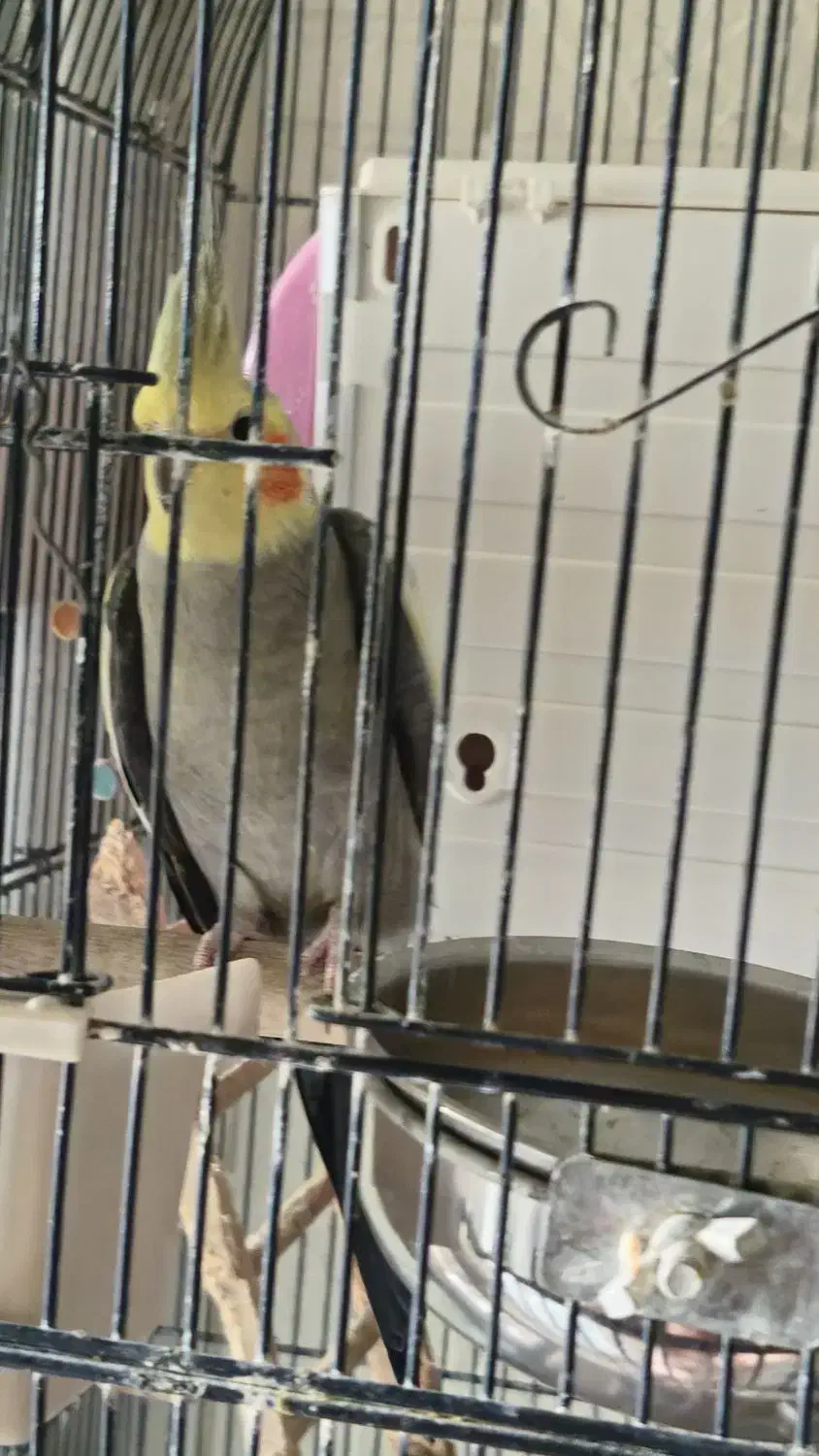 عروس هلندی لوتینو وسینامون با۲قفس ولوازم|پرنده|فردیس, فردیس|دیوار