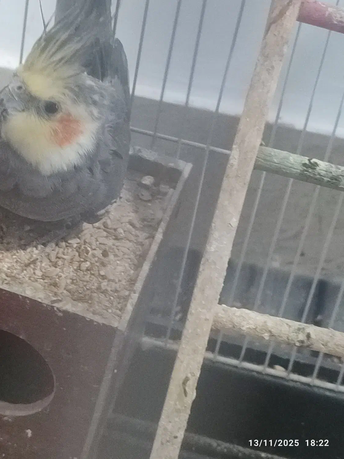 عروس هلندی فروشی|پرنده|ایرانشهر, |دیوار