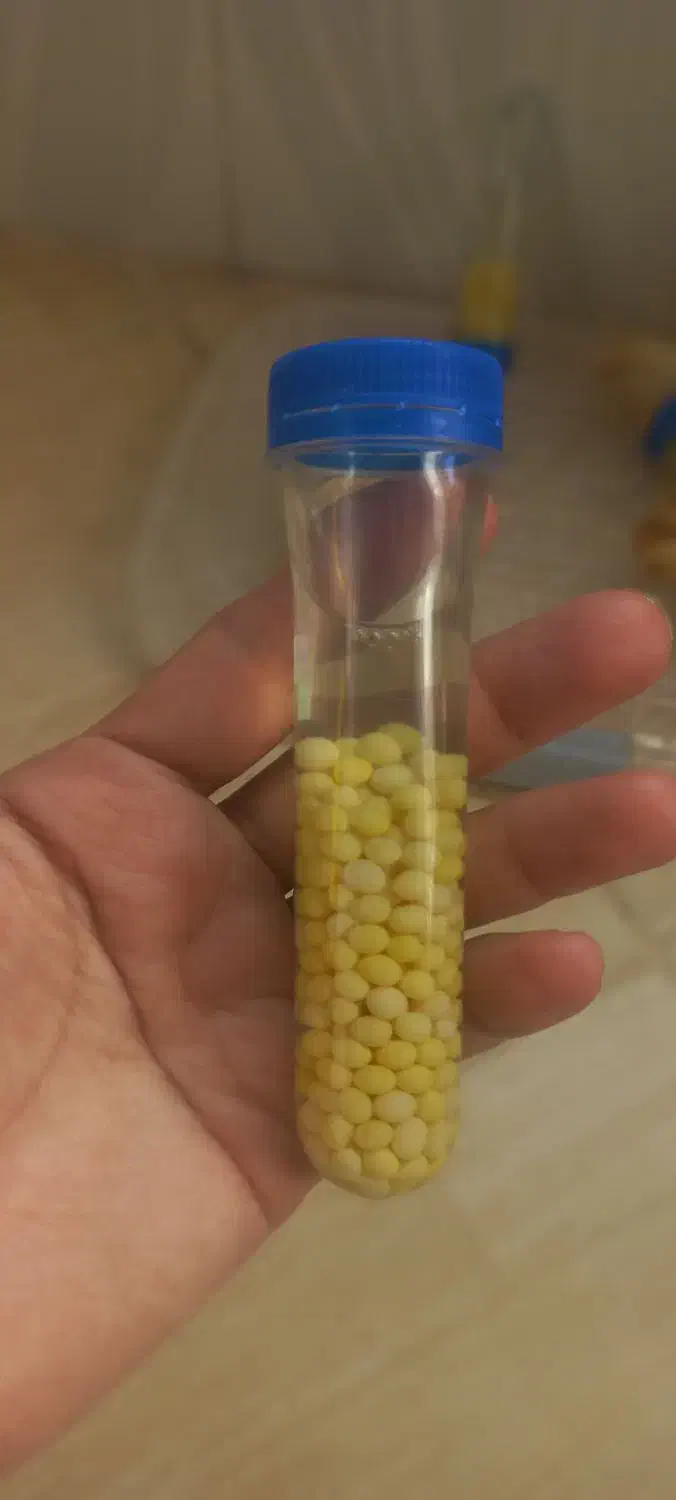 خاویارحلزون|خزنده|هشتگرد, شهرک بعثت|دیوار