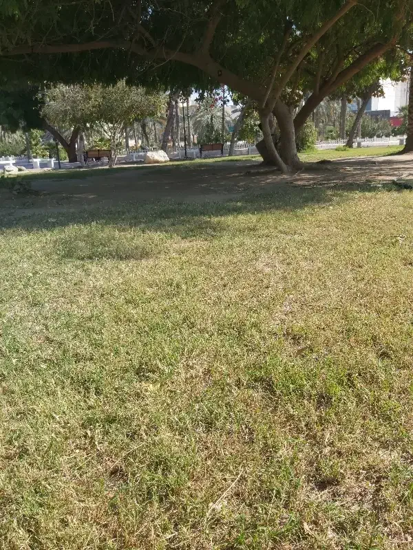 گمشده|اشیا|بندرعباس, |دیوار