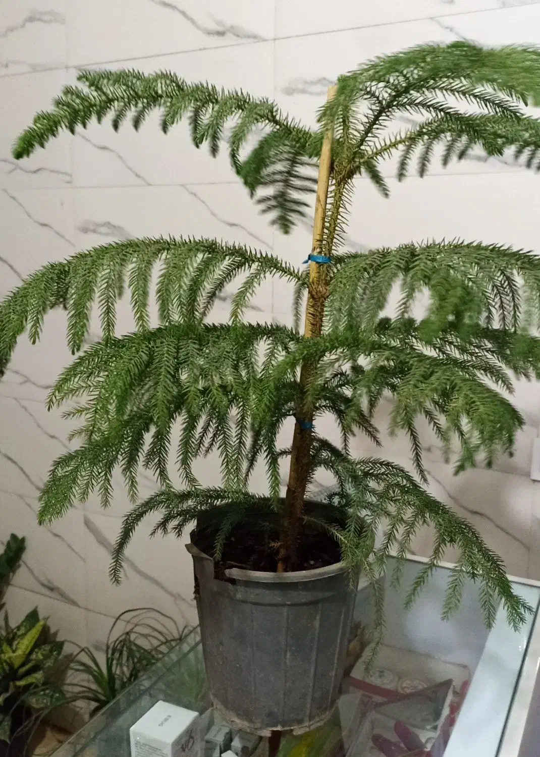 گل و گیاه آپارتمانی|گل و گیاه طبیعی|سلامی, |دیوار