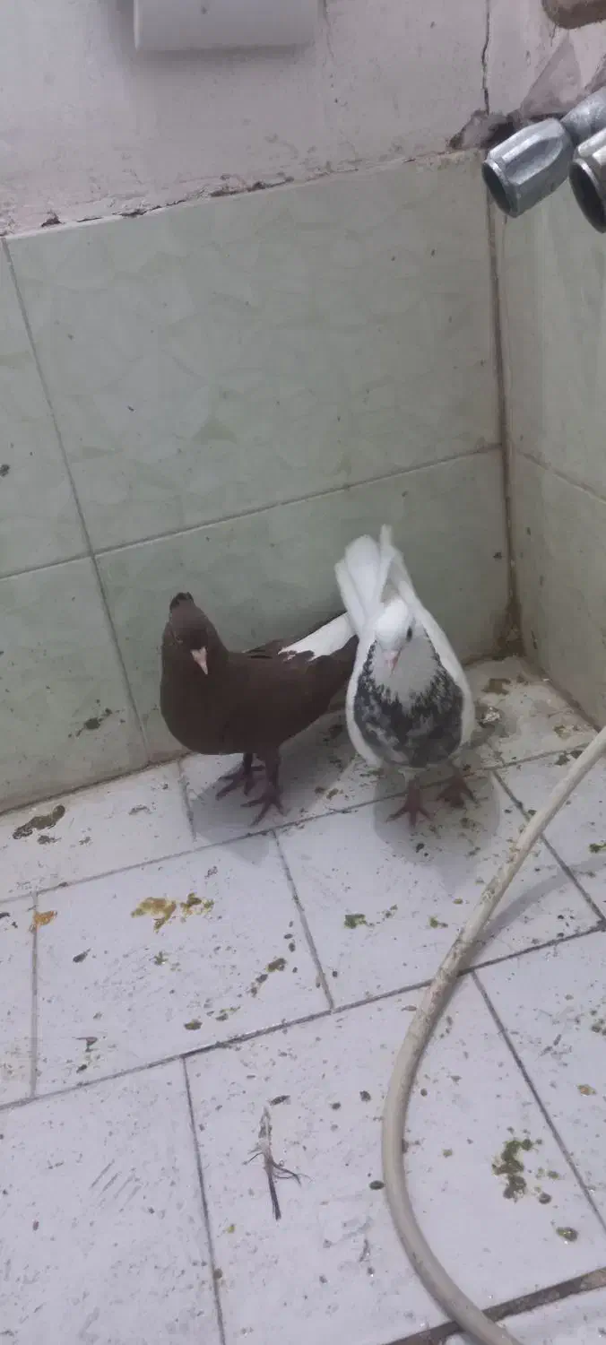 کبوتر|پرنده|سبزوار, اسلام آباد|دیوار