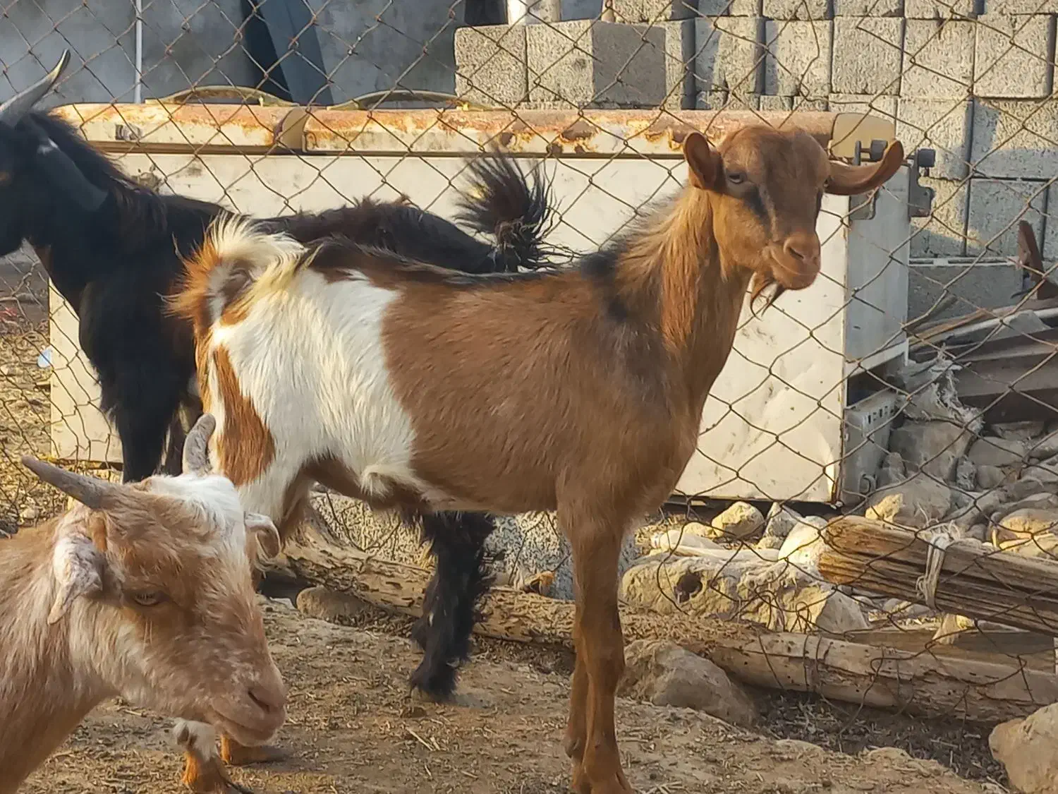 نری گوشتی|حیوانات مزرعه|بندرعباس, |دیوار