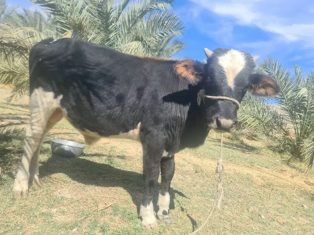 گوساله نر|حیوانات مزرعه|سراوان, |دیوار