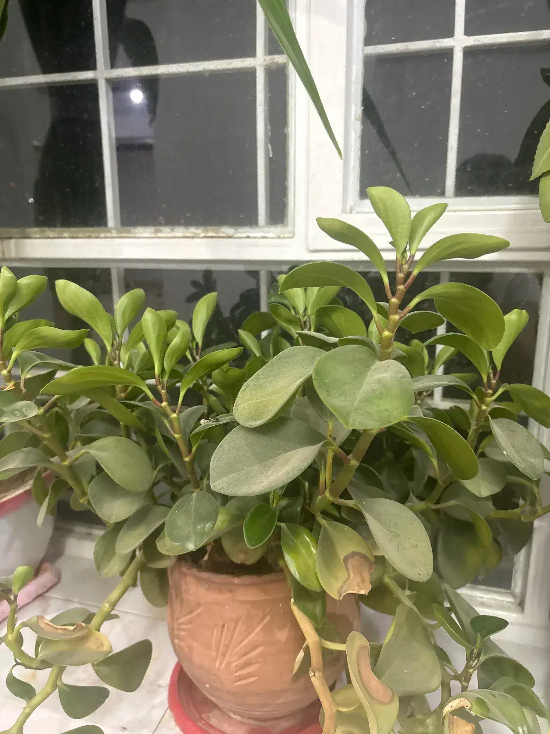 گل طبیعی عنکبوتی|گل و گیاه طبیعی|شهرکرد, |دیوار