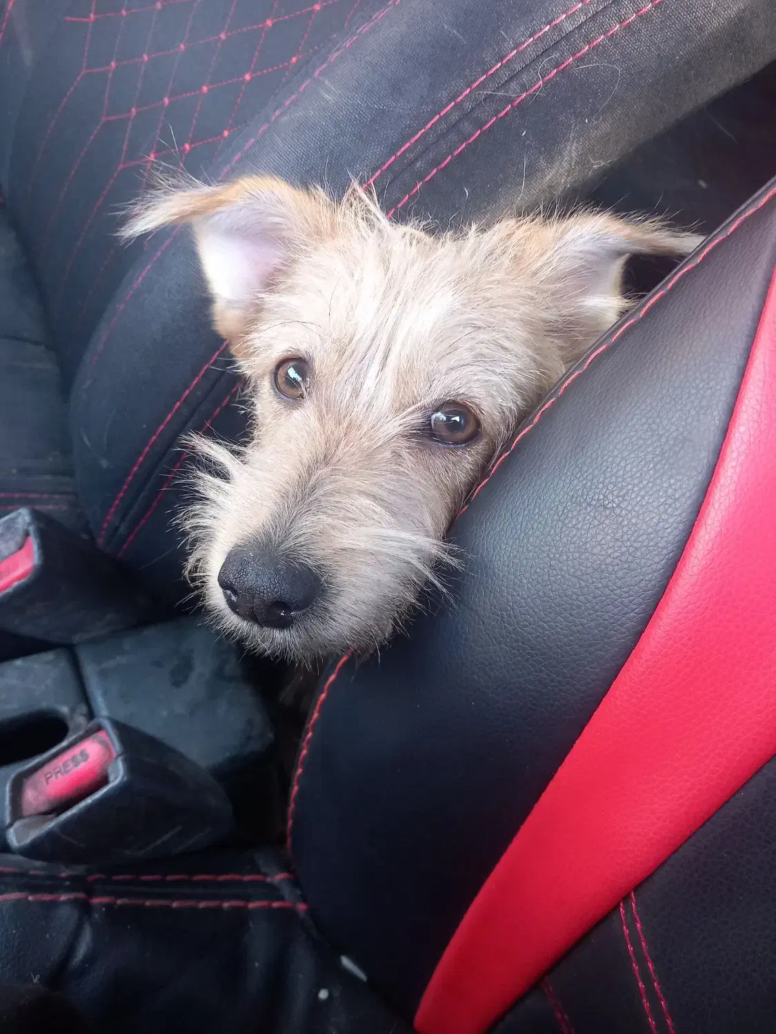 واگذاری سگ پاکوتاه|سگ|یزد, |دیوار