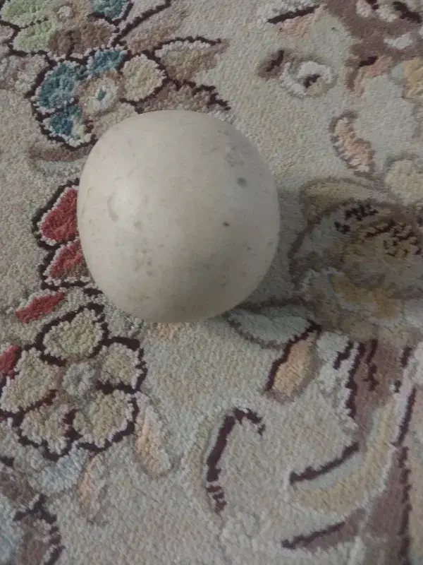 سنگ آسیاب اصل الماس|کلکسیون اشیاء عتیقه|تاکستان, |دیوار