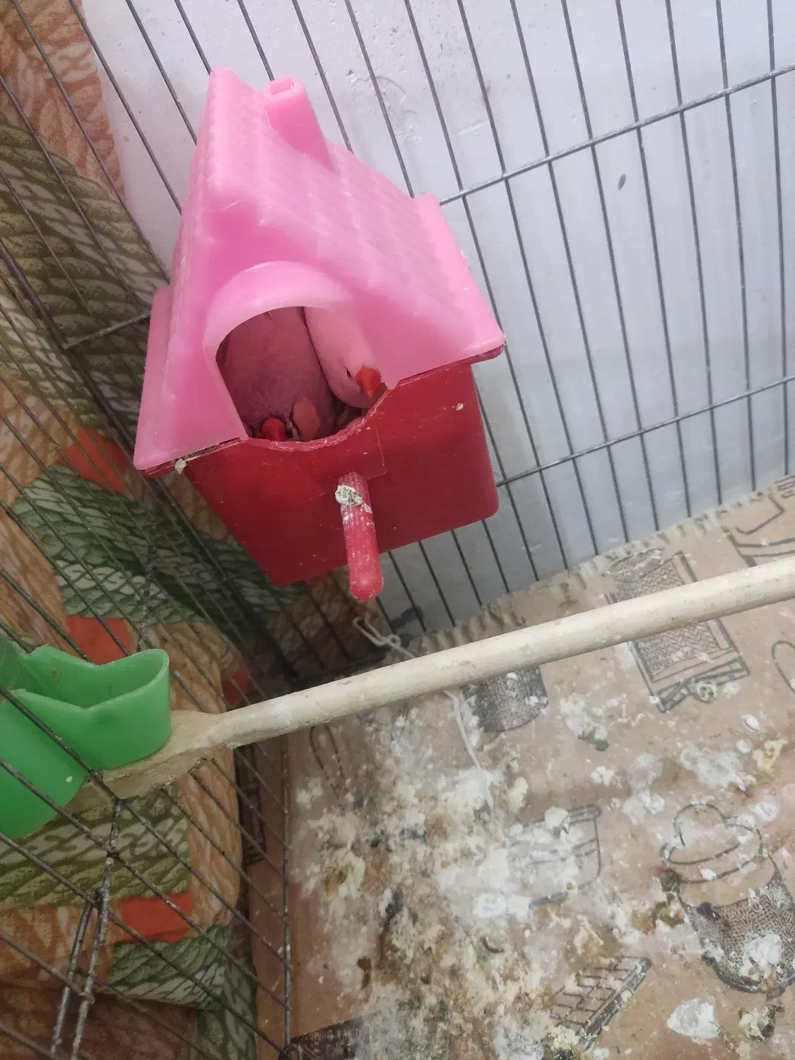 فنچ یک جفت با چهار تخم قلعه تل|پرنده|باغ ملک, |دیوار