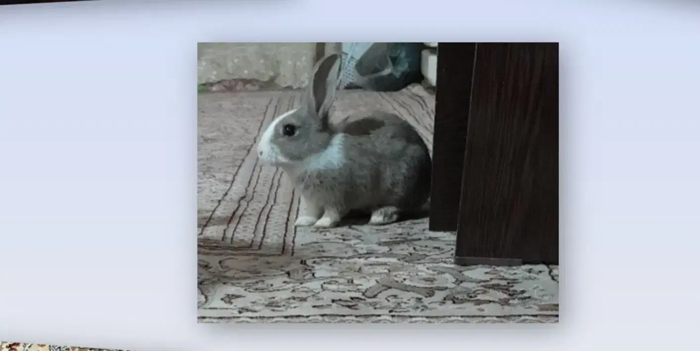 خرگوش بازی گوش|موش و خرگوش|مشهد, قائم|دیوار