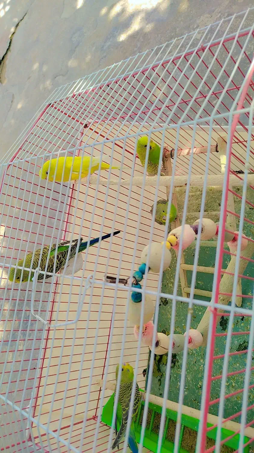 مرغ عشق|پرنده|دهدشت, |دیوار