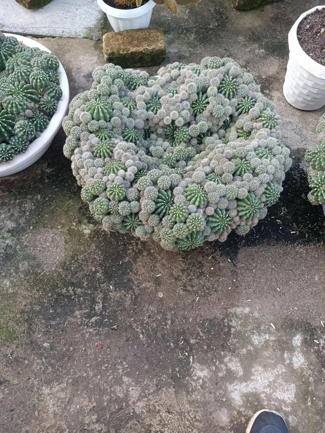 گل کاکتوس|گل و گیاه طبیعی|ماسال, |دیوار