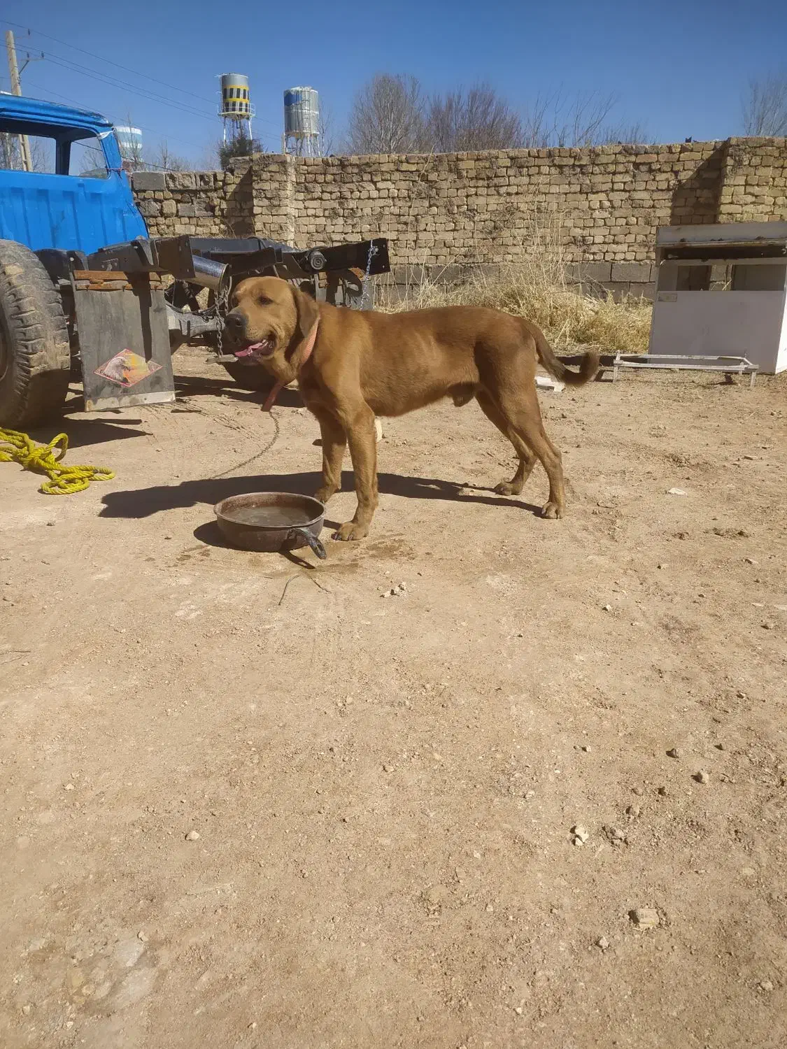 واگذاری سگ نر پیتبول|سگ|شیراز, گویم|دیوار