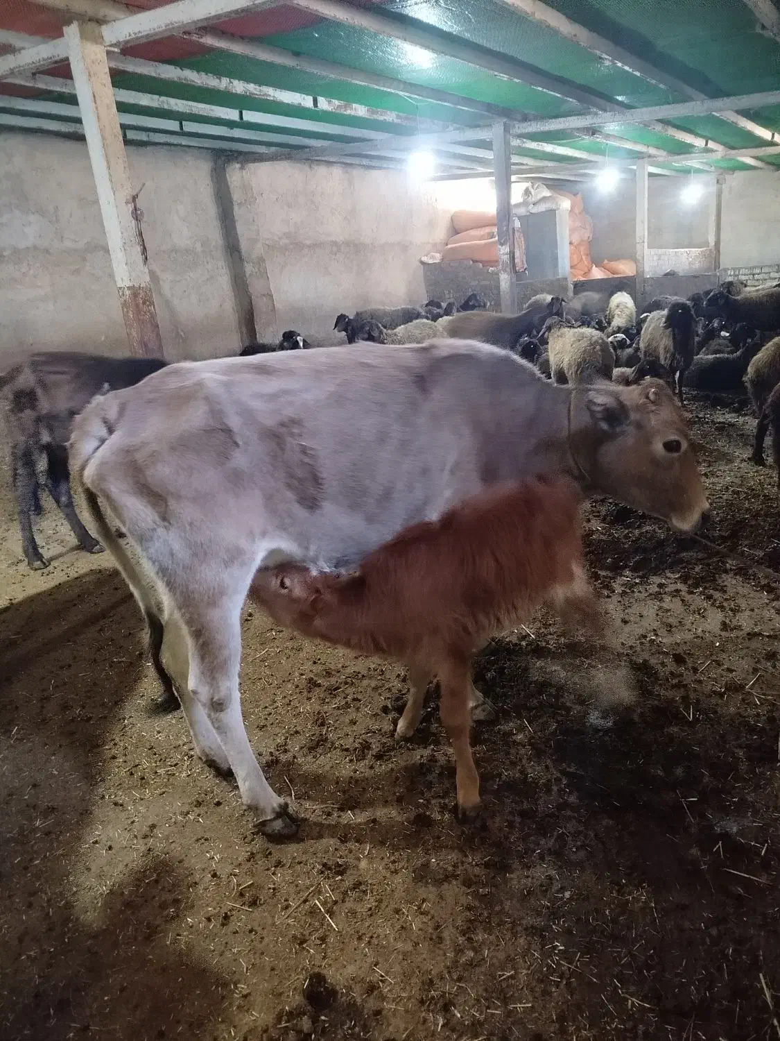 گاو محلی جوان با گوساله نر سالم|حیوانات مزرعه|پاپی, |دیوار