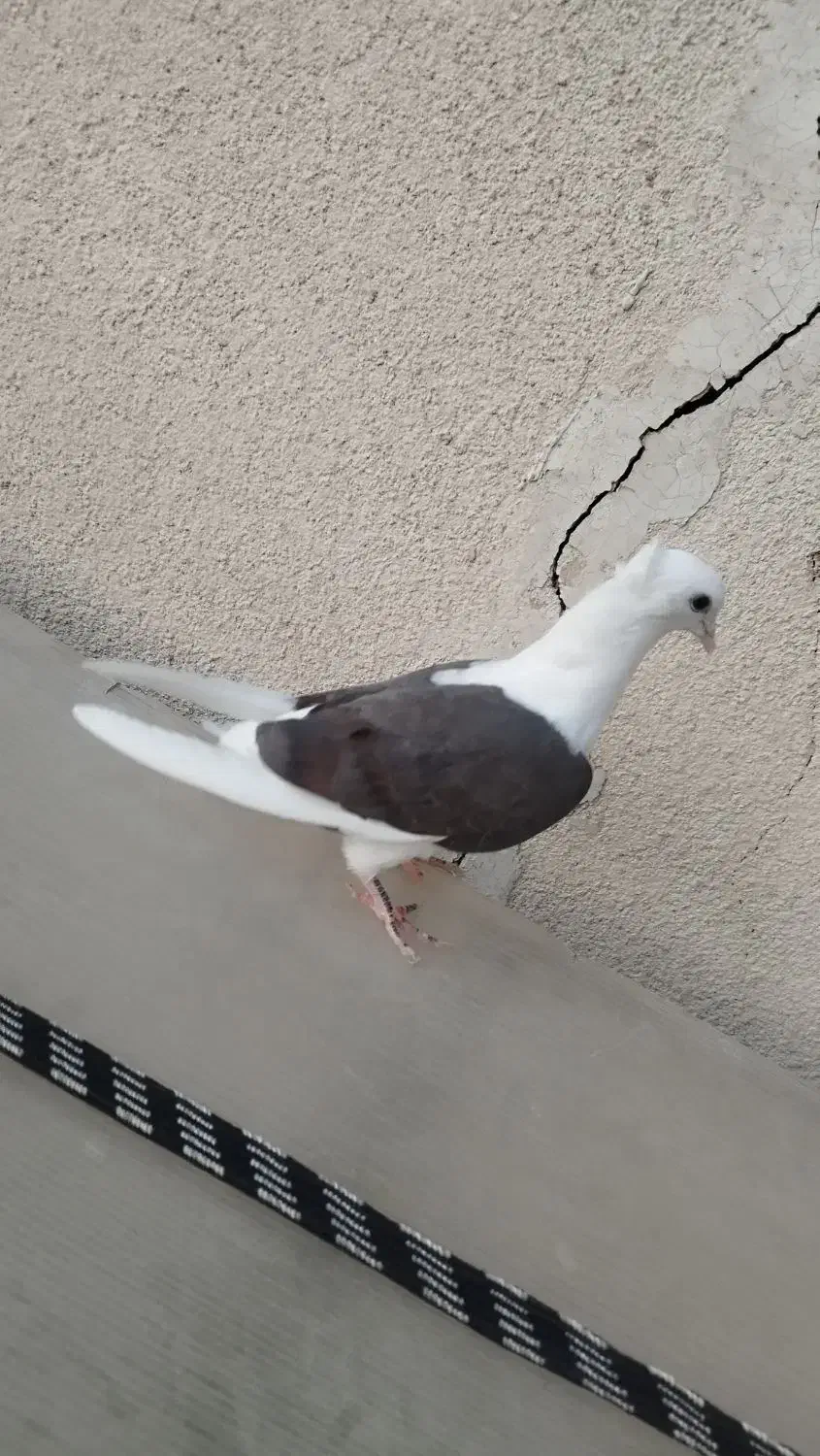 خوشونه|پرنده|خرم‌آباد, |دیوار