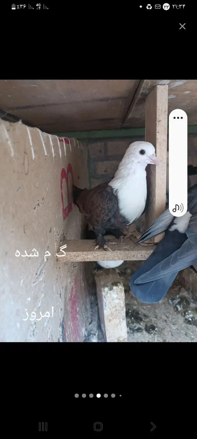 گفتر گم شده|حیوانات|بیرجند, |دیوار