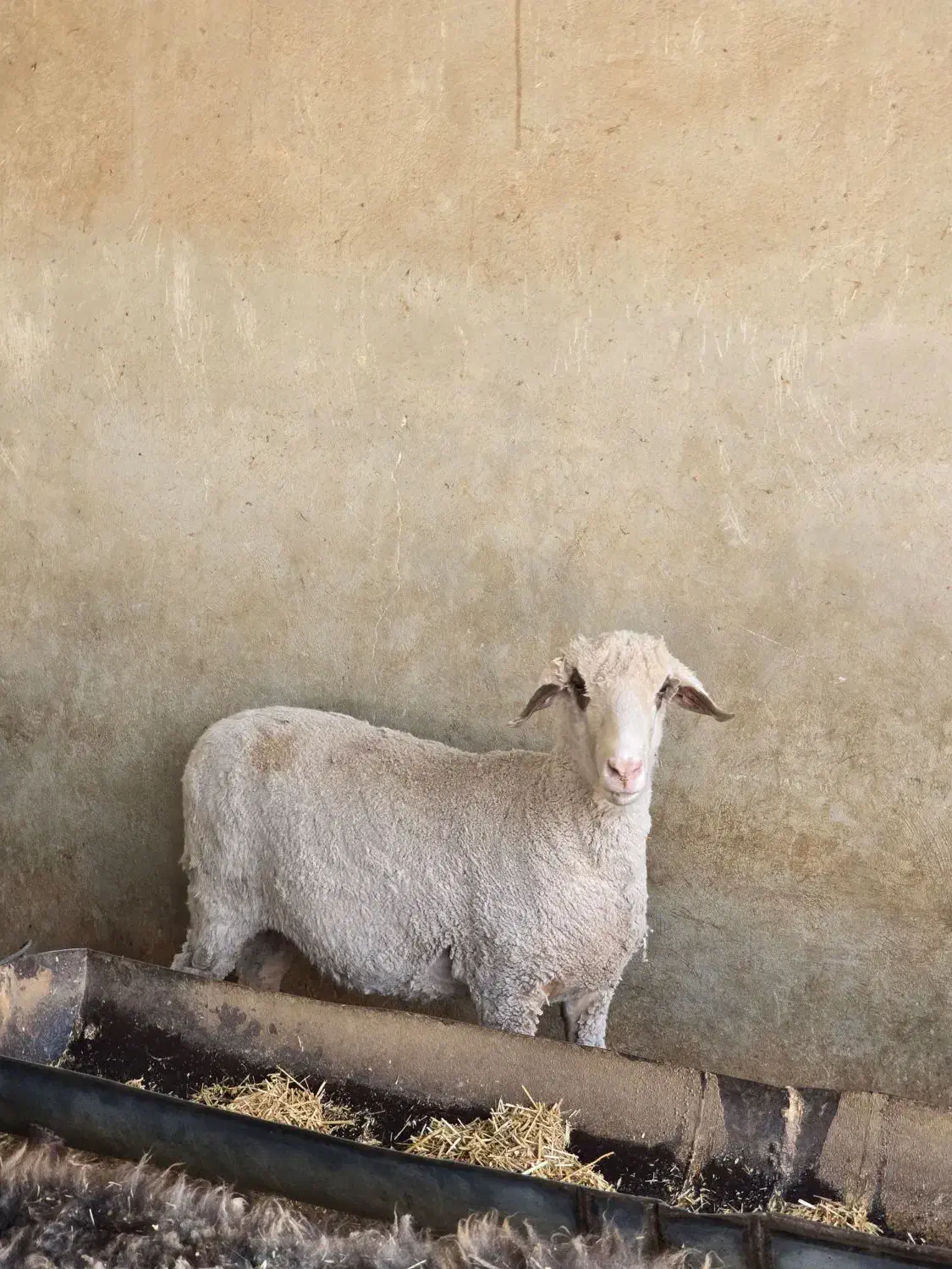 میش و قوچ مرینوس|حیوانات مزرعه|شیراز, کوشک بیدک|دیوار