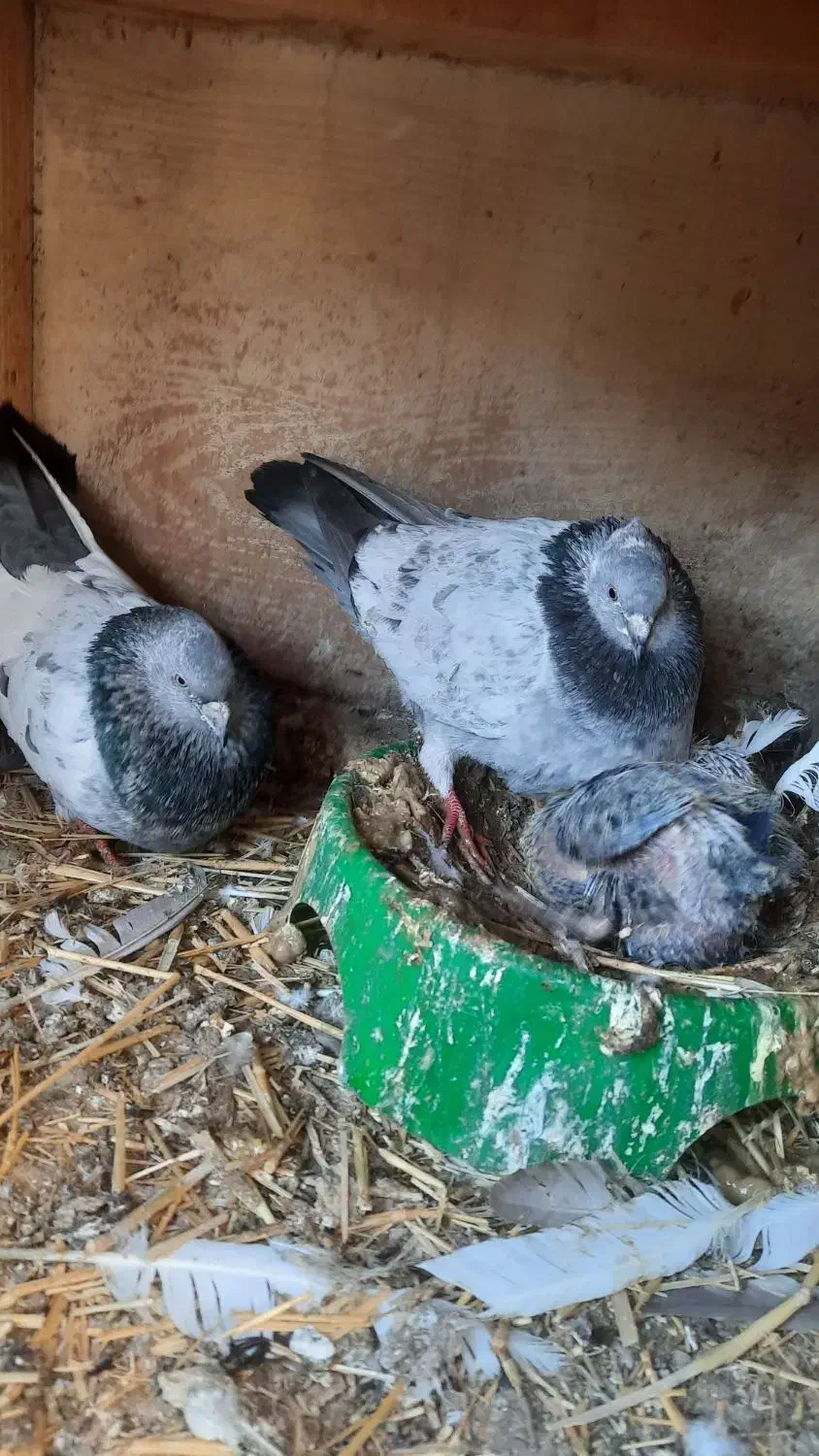 کبوتر|پرنده|پاکدشت, پاکدشت (مامازند)|دیوار